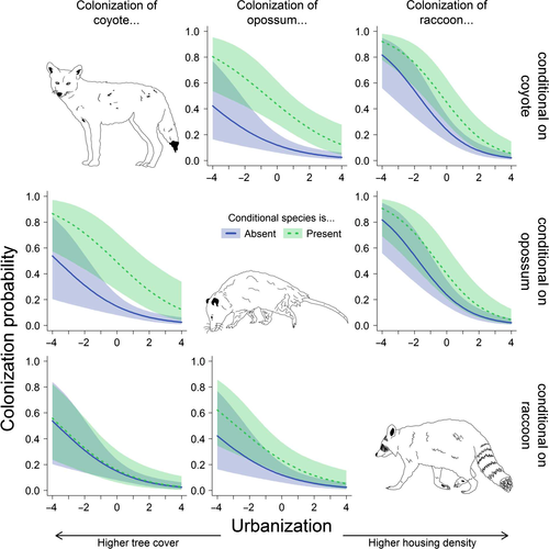 Colonization probabilities (the likelihood of showing up to a habitat patch at time t given absence at time t-1) of coyote, opossum, and raccoon conditional on the presence or absence of each other estimated from thirteen seasons of camera trapping data in Chicago, Illinois, USA. Colonization probabilities in each column are conditional on the presence or absence of the species in a given row. Lines in each subplot are posterior means while the shaded ribbons represent 95% credible intervals (Fidino et al. 2019).